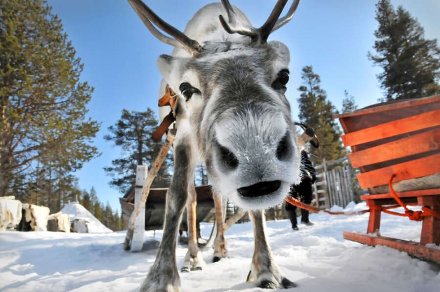 reindeer's nose looking into camera in Lapland with snow on the ground